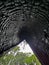 Looking up inside a hollow, burned cedar tree