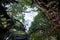 Looking up a large Banyan Tree in Tonga