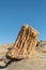 Looking Up at Large Petrified Stump