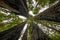 Looking up large redwood trees in Jedediah Smith State Park