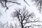 looking up through a leafless tangle of branches on a winter day