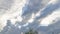 Looking up the leafy Moringa tree against the sky