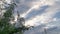 Looking up the leafy Moringa tree against the sky