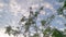 Looking up the leafy Moringa tree against the sky