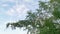 Looking up the leafy Moringa tree against the sky