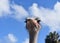 Looking Up at a Long Necked Ostrich with Hair Sticking Out