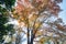 Looking up the maple tree in Taichung World Flora Exposition