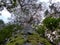 Looking up massive tree