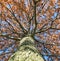 Looking up at the might oak tree befire sunset