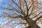 Looking up at the might oak tree befire sunset