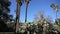 Looking up the palm tree with cactus below