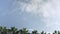 Looking up palm tree tops against clear blue sky, leaves moving in slow wind - tropical holiday resort concept