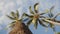 Looking up at palm trees on the background of blue sky with clouds on maui,hawaii