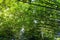 Looking up perspective view of lush natural bamboo foliage at Taman Negara National Park