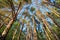 Looking up in pine forest tree to canopy. Bottom view wide angle background