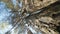 Looking up a pine tree into its canopy.