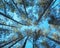 Looking up pine trees crowns branches in woods or forest. Woodlands of Germany. Bottom view of tall pine trees. Blue sky
