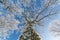 Looking Up Point Of View of Naked Tree With to Deep Blue Winter Sky