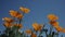 Looking up at poppies