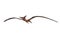 Looking up at a Pteranodon dinosaur flying above. 3D illustration isolated on white with clippng path