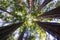 Looking up in a redwood forest, California