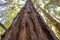 Looking up the redwood trunk to the forest canopy above