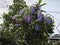 looking up at the sandpaper vine flower plant