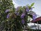 looking up at the sandpaper vine flower plant