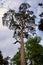 Looking up at a Scots Pine tree Pinus sylvestris - evergreen conifer tree against sky