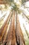 Looking up Sequoia tree trunks into bright sunlight