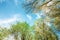 Looking up into the sky. Beautiful cloudy sky framed by trees with young green leaves in early spring.