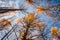 Looking up at the sky in the forest, Autumn at Senjogahara plateau in Nikko national park, Nikko Tochigi, Japan