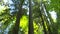 Looking up at sky in redwood forest