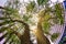 Looking up skyward between two majestic trees nestled in a city block.