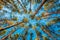 Looking Up In Spring Pine Forest Tree To Canopy