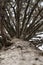 Looking up the spruce tree trunk with dry branches