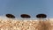 Looking up stone wall, straw sun shade umbrellas near hotel resort, clear sky above