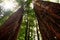 Looking up a Tall California redwood trees