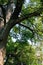 Looking up at at tall deciduous tree in New Castle, Delaware