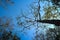 Looking up at tall trees in the forset