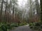 Looking up into tall trees on a misty, foggy day in a forest