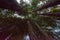 Looking up thru grove of redwoods