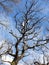 Looking up to the branches of a leafless oak tree