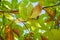 Looking up to the branches and leaves of a chestnut tree on a sunny autumn day