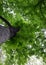 Looking up to canopy of chestnut tree with selective focus