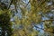 Looking Up to the Canopy of Towering Trees in Umstead State Park in North Carolina