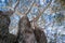 Looking up to the crown of an old Eucalyptus tree;