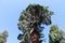 Looking up to Giant Sequoia