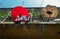 Looking up to red and white parasols, Green trees and hung laundry to dry on old balcony