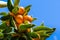 Looking up to ripe Kumquat fruit on a tree branch